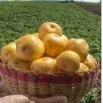 Papa Amarilla