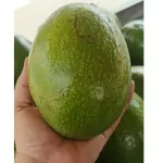 Aguacate choquette 9.000