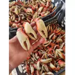 PATOLA DE CARANGUEJO  COM CASCA