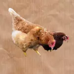 Frango caipira (kg)