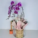 A437 Orquidea Cascata "Serena"