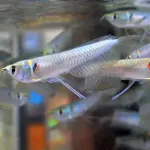 Arowanas plateadas US60