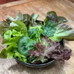 Mesclun et vinaigrette