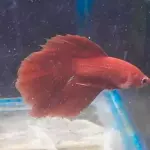 Pez betta red full dragón