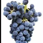 Suco de Uva