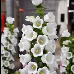 Campanula