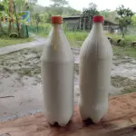 Leite natural de vaca congelado