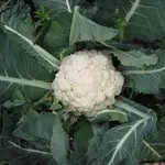 COLIFLOR UNIDAD