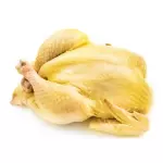 土鸡 gallina de patio