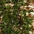 2un - Niguiri de Salmão Cebolinha