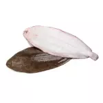 Lenguado
