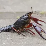 Cangrejos de Rio