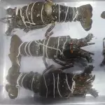 Langosta del pacífico