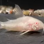 Corydora albino