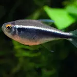 Tetra neón negro
