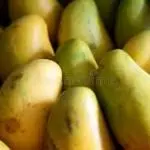 Mango Manila