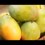Suco de Manga