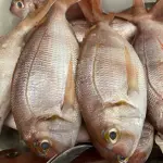 PARGO