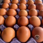Huevos criollos rojo