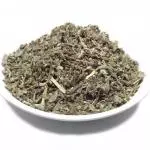 Salvia