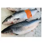 SALMON FRESCO X KG