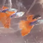 Guppys dumbos