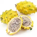 Pitahaya 1 x und