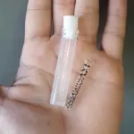 Piteira de vidro Onça Lrv pequena