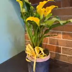 Calla