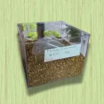 PIMENTA CALABRESA (50G)