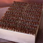 Chocolatuda pré- venda