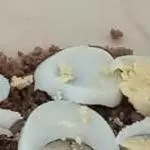 OVO