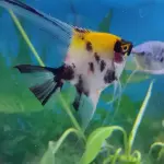 Ángel koi