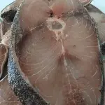 BEIJUPIRÁ