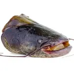 CABEZA DE BAGRE