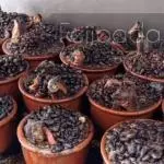 feijoada