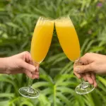 Mimosa