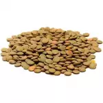 Lentilha Canadense