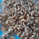 Gusanos de escarabajos