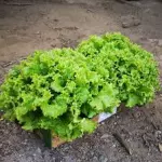 Lechuga Veronica