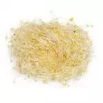 Germinado de Alfalfa a Granel