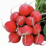 Rabanete