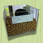 AMENDOIM JAPONÊS (50G)