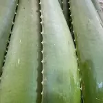 HOJA DE SABILA UNIDAD