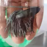 Pez betta corona