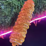 ELOTE DORILOCO