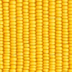 Elote en Grano