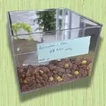 AMENDOIM DOCE (50G)