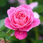 Rosa (Cor Rosa)