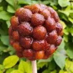 Manzana forrada con pica goma